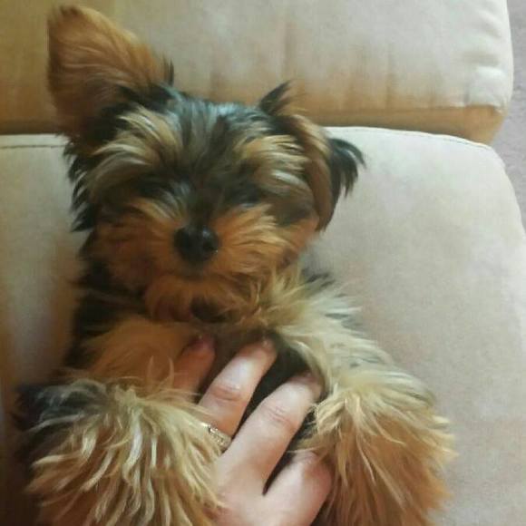 Meet your Posher, Jillian - Picture 1 of 1